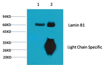 Lamin B1 Mouse mAb Antibody
