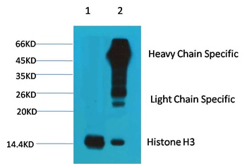 Histone H3 Mouse mAb Antibody