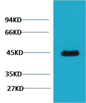 GFAP Mouse mAb Antibody