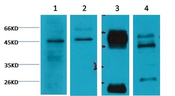 Caspase 9 Mouse mAb Antibody