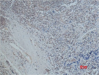 Oct1 Mouse mAb Antibody