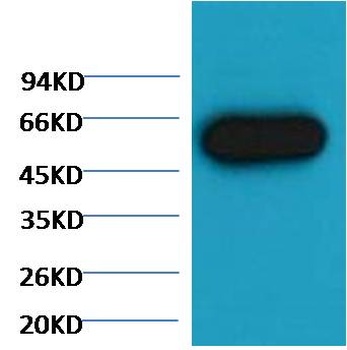 α-tubulin Mouse mAb Antibody