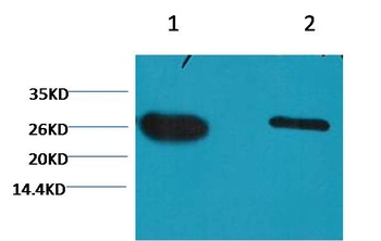 GFP-Tag Mouse mAb Antibody