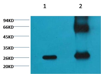 GFP-Tag Mouse mAb Antibody