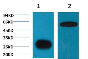 GFP-Tag Mouse mAb Antibody