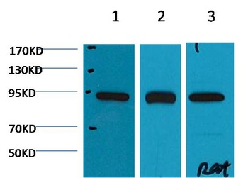 HSP90β Mouse mAb Antibody