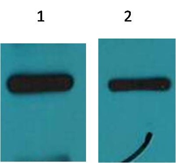 c-Myc-Tag Mouse mAb Antibody