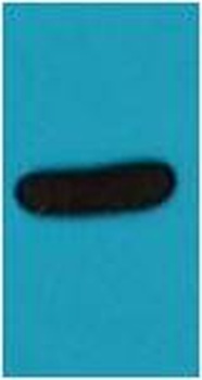 V5-Tag Mouse mAb Antibody