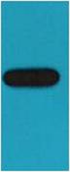 GST-Tag Mouse mAb Antibody