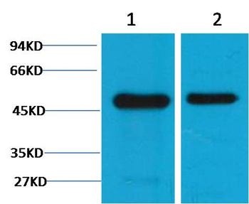 Flotillin-1 Mouse mAb Antibody