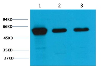 Vimentin Mouse mAb Antibody