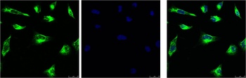 Vimentin Mouse mAb Antibody