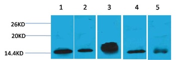 Histone H2B Mouse mAb Antibody