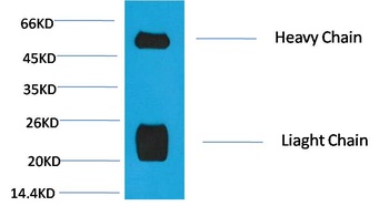 Rabbit IgG(H+L) Mouse mAb Antibody