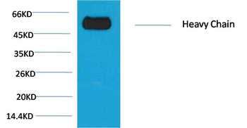 Rabbit IgG(Fc specific,Heavy Chain) Mouse mAb Antibody