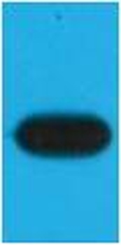 mOrange-Tag Mouse mAb Antibody