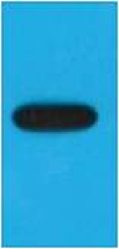 EBFP-Tag Mouse mAb Antibody