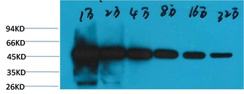β-tubulin(HRP Conjugated) Mouse mAb Antibody