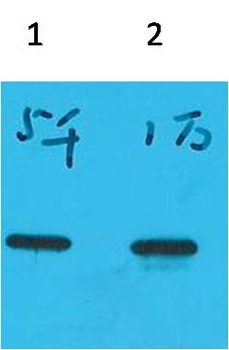 ECFP-Tag Mouse mAb Antibody