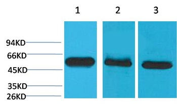Caspase 8 Mouse mAb Antibody