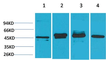 GAP43 Mouse mAb Antibody