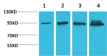 β-Catenin Mouse mAb Antibody