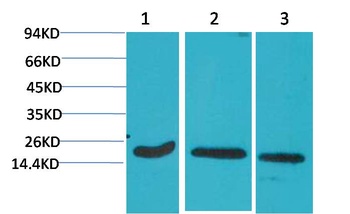 Active Caspase 3 Mouse mAb Antibody