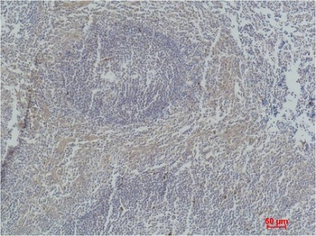 Active Caspase 3 Mouse mAb Antibody