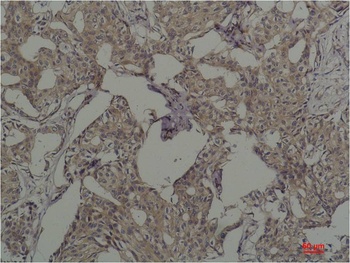 c-Fos Mouse mAb Antibody