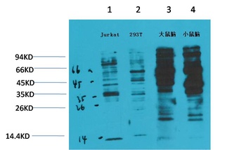 Phosphotyrosine Mouse mAb Antibody