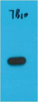S1-Tag Mouse mAb Antibody
