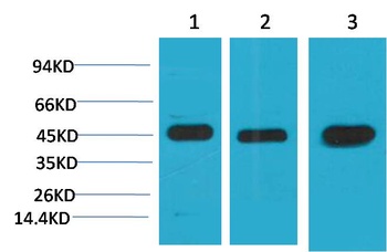 MEK2 Mouse mAb Antibody