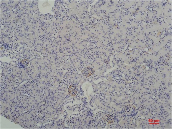 TBP/TATA Binding Protein Mouse mAb Antibody