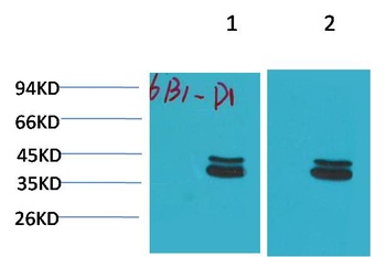 P44/42 MAPK(ERK1/2) Mouse mAb Antibody