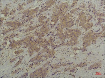 P44/42 MAPK(ERK1/2) Mouse mAb Antibody