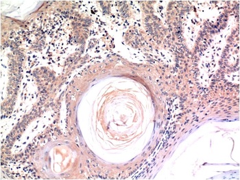 Caspase-3 (4B8) Mouse mAb Antibody