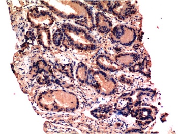 Caspase-3 (4B8) Mouse mAb Antibody