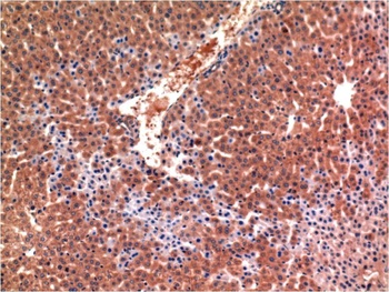 Caspase-3 (4B8) Mouse mAb Antibody