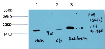 LC3A (5G10) Mouse mAb Antibody