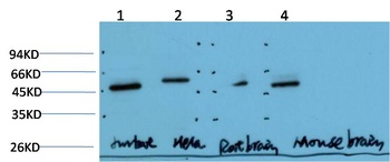 Gamma Tubulin (6C12) Mouse mAb Antibody