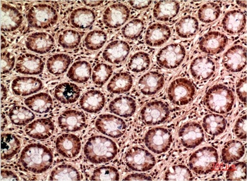 Gamma Tubulin (6C12) Mouse mAb Antibody