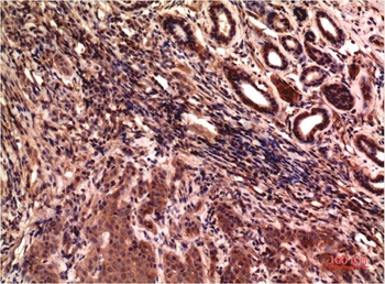 Gamma Tubulin (6C12) Mouse mAb Antibody
