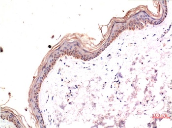 phospho-MLKL (S358) (6B4) Mouse mAb Antibody