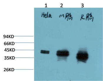 ERK1/2 (1H4) Mouse mAb Antibody