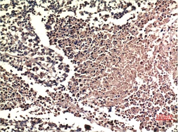 ERK1/2 (1H4) Mouse mAb Antibody