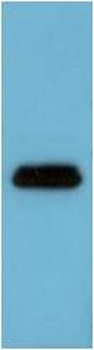 Flag-Tag (1C1) Mouse mAb Antibody