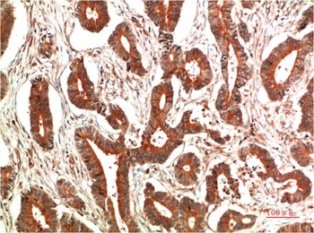 c-Jun (7E12) Mouse mAb Antibody