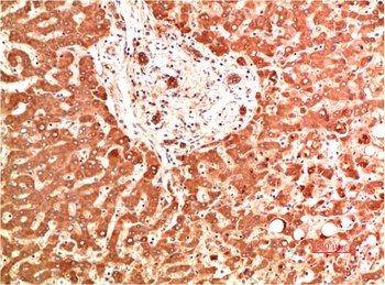 Collagen IV (5C9) Mouse mAb Antibody