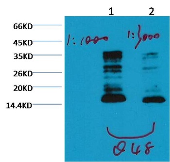 Histone H3(mono methyl K79) Mouse mAb Antibody