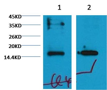 Histone H3(mono methyl K79) Mouse mAb Antibody